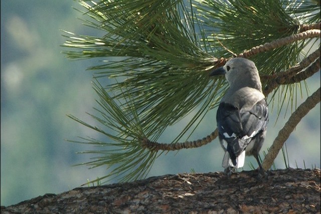 Clark's Nutcracker - ML443727