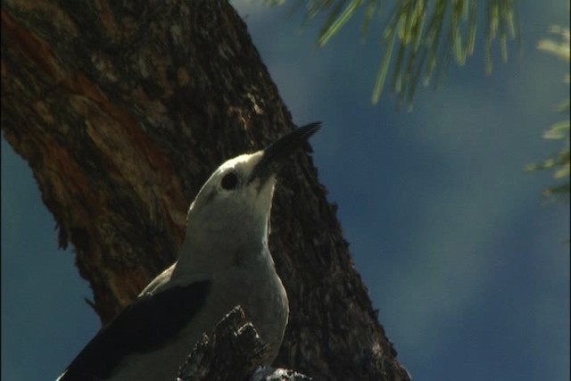 Clark's Nutcracker - ML443728