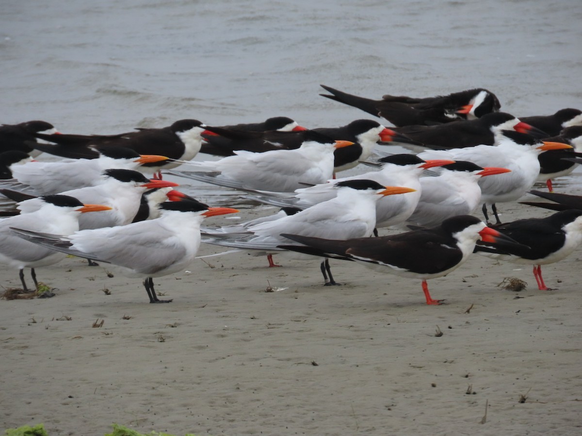 Royal Tern - ML443728491