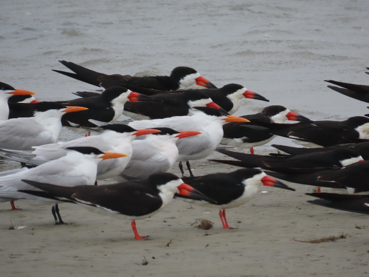 Black Skimmer - Bill Hohenstein