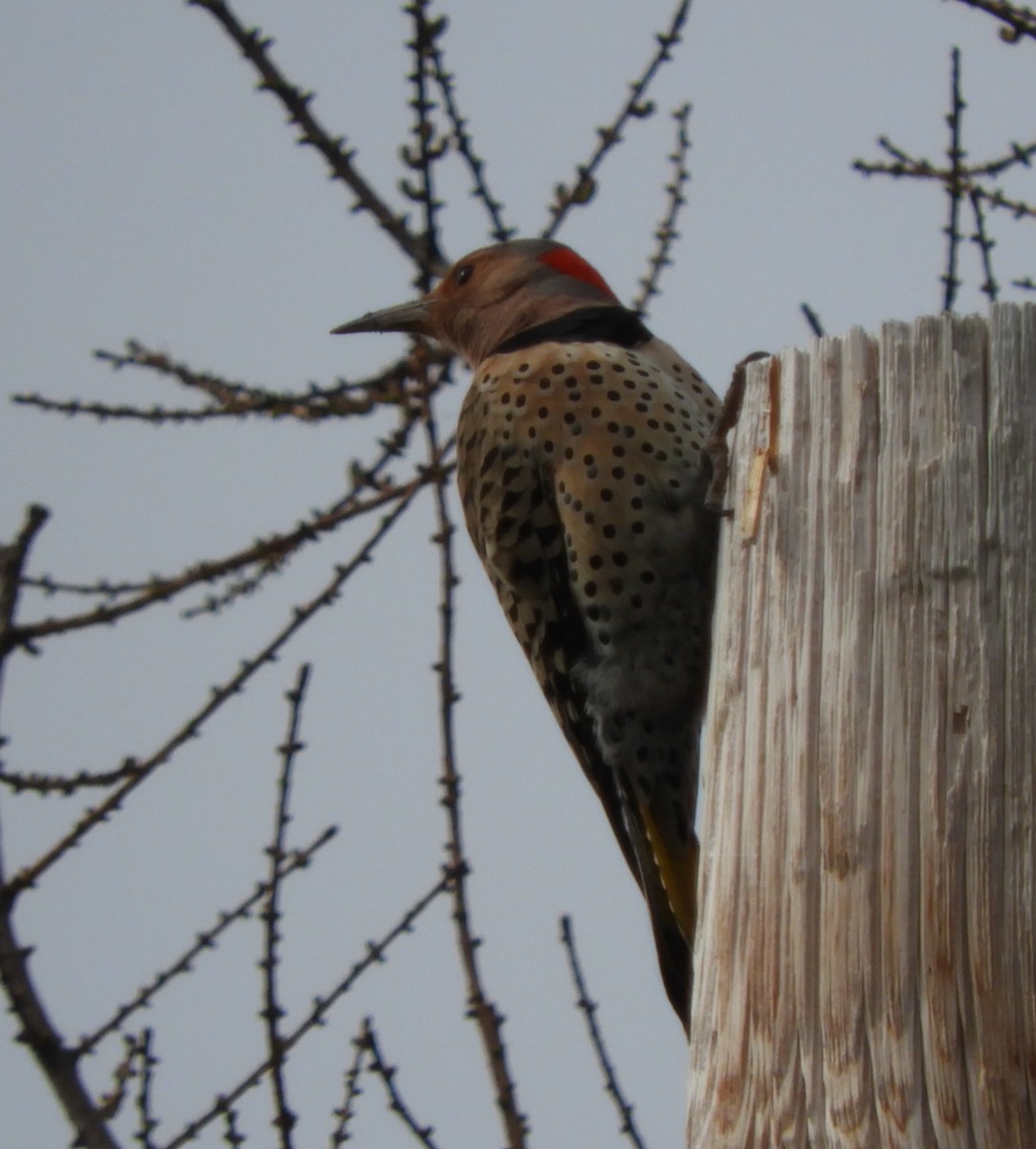 Northern Flicker - Kathleen Spicer