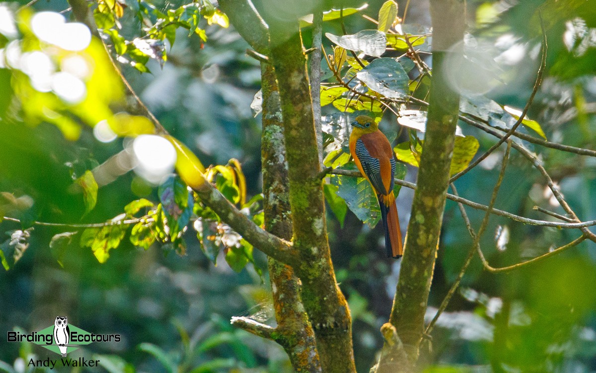 Orange-breasted Trogon - Andy Walker - Birding Ecotours