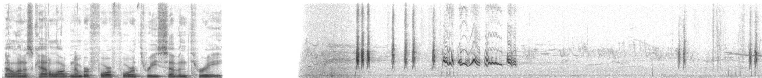 ルリツグミ（sialis／bermudensis） - ML44373