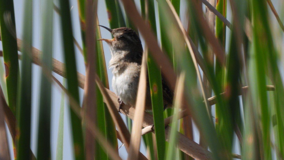 Marsh Wren - ML443732441