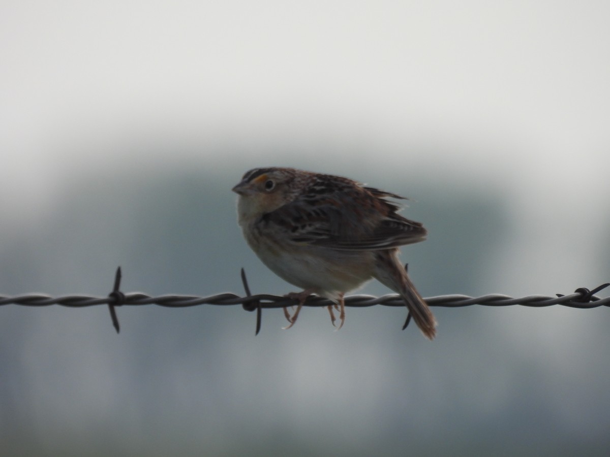 Grasshopper Sparrow - Andrew Melnykovych