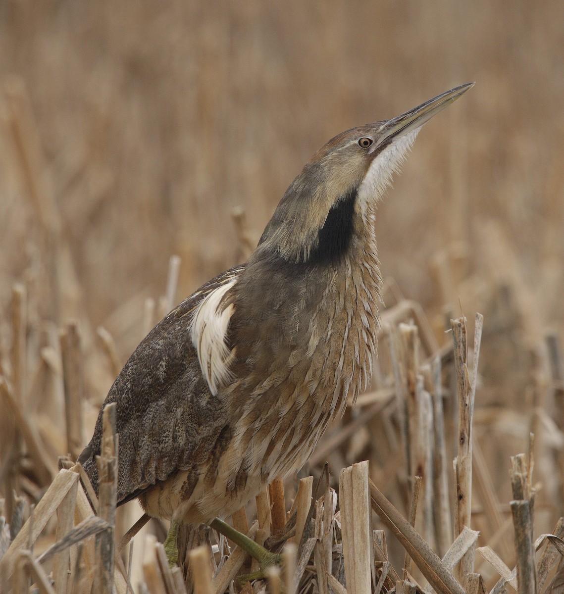 American Bittern - Charles Fitzpatrick