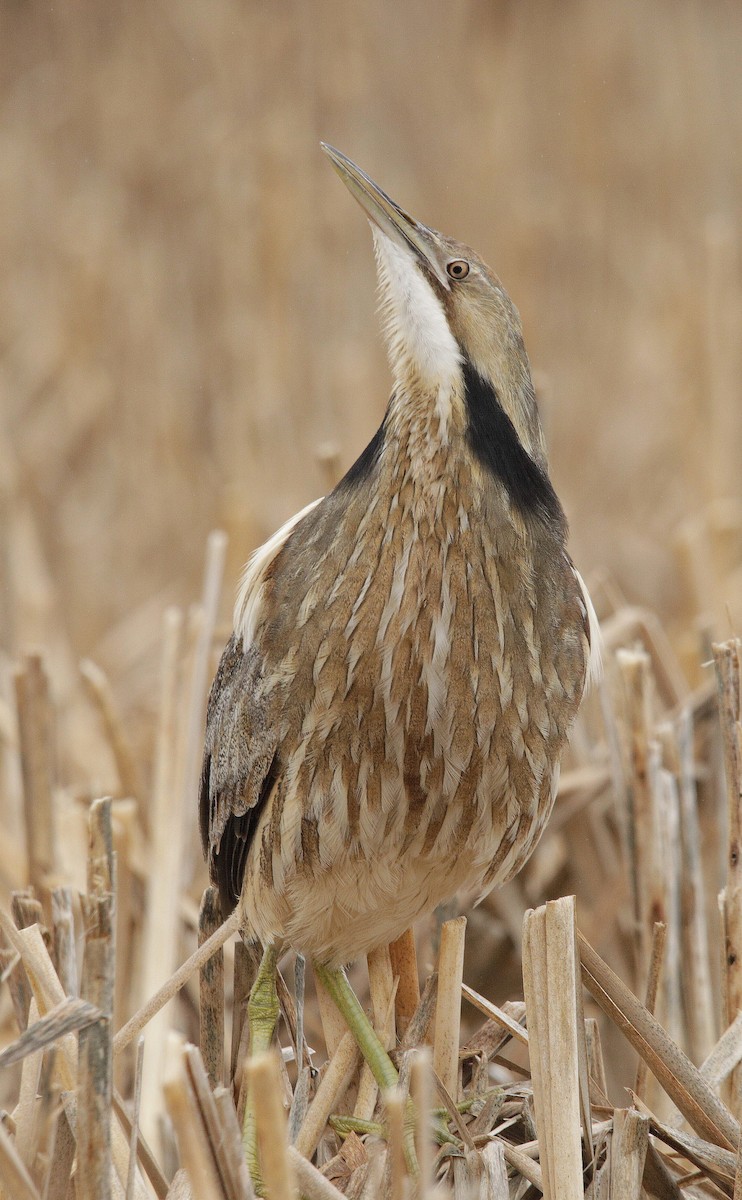 American Bittern - Charles Fitzpatrick