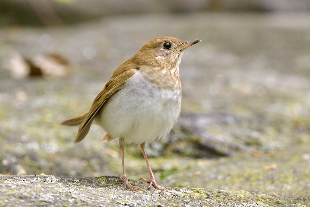 Veery - ML443735581