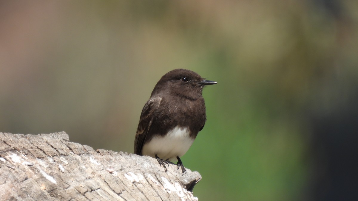 Black Phoebe - ML443736101