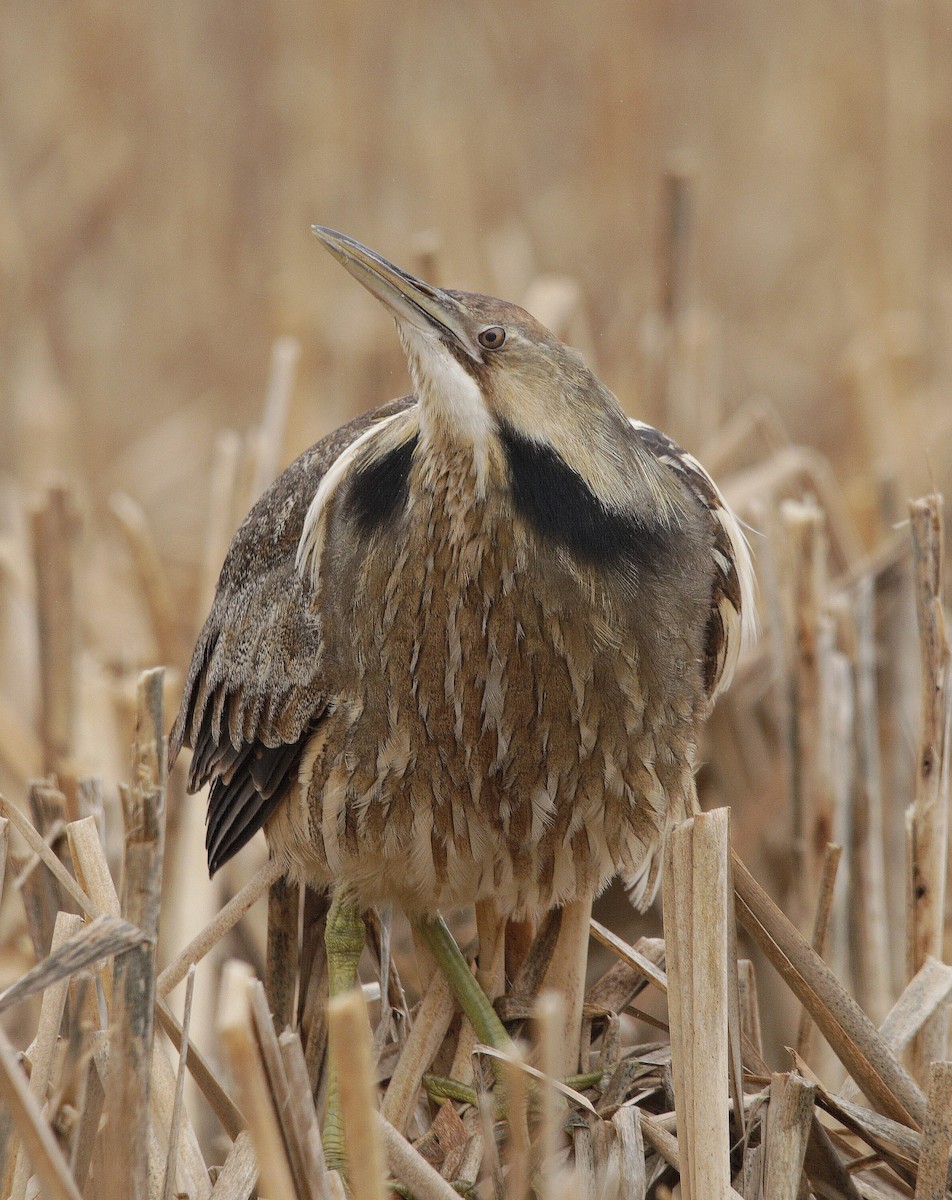 American Bittern - Charles Fitzpatrick