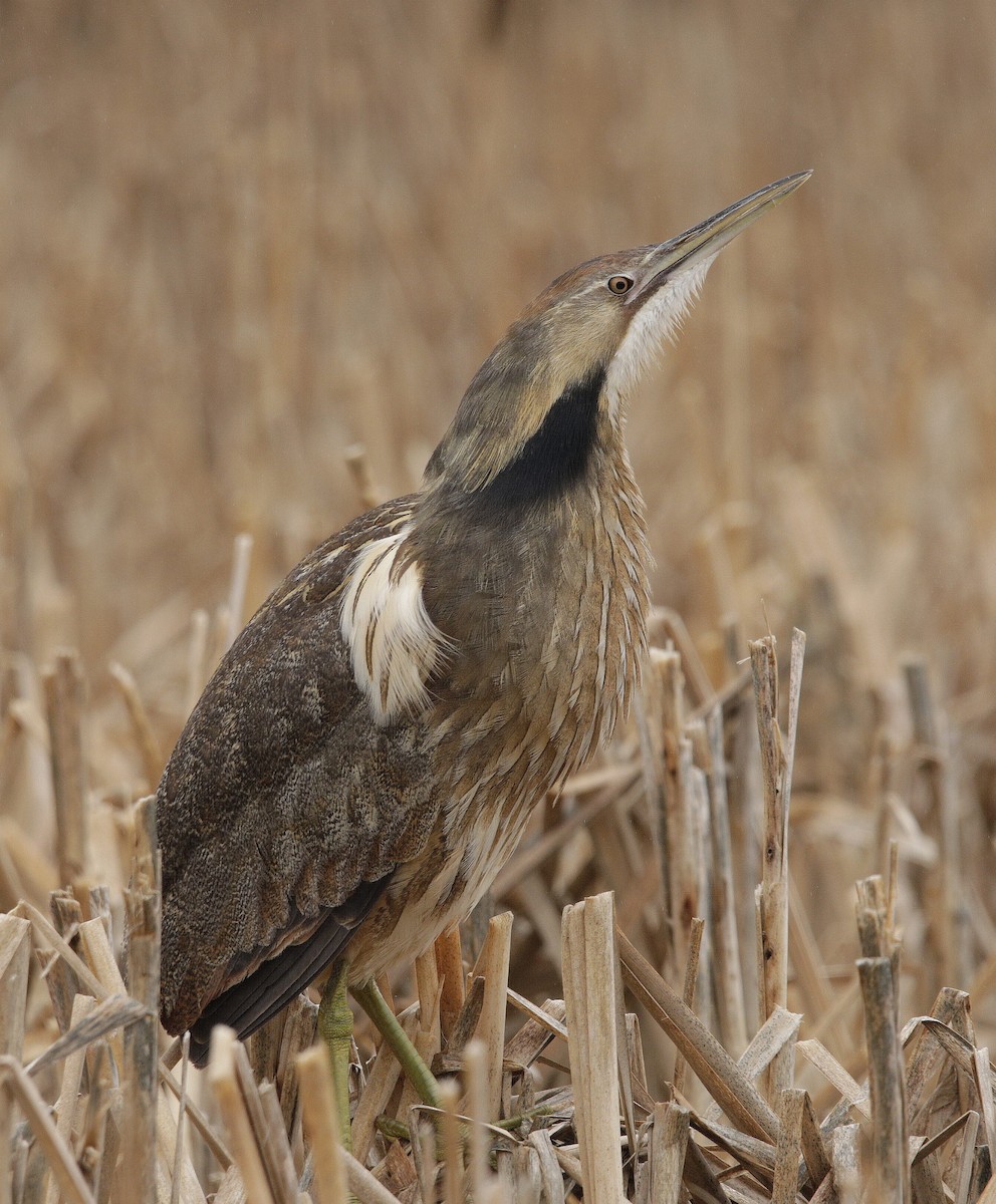 American Bittern - Charles Fitzpatrick