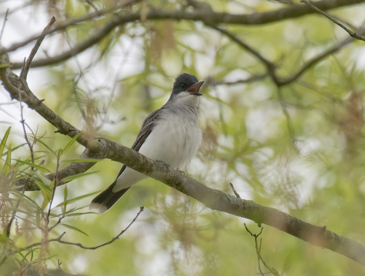 Eastern Kingbird - ML443738041