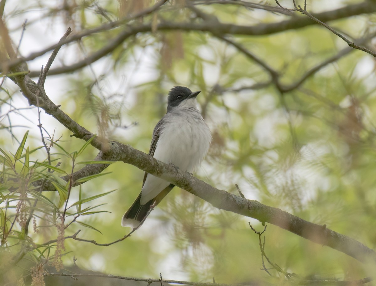 Eastern Kingbird - ML443738051