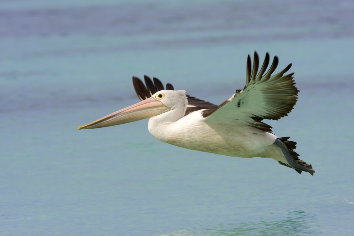 Australian Pelican - ML443738911