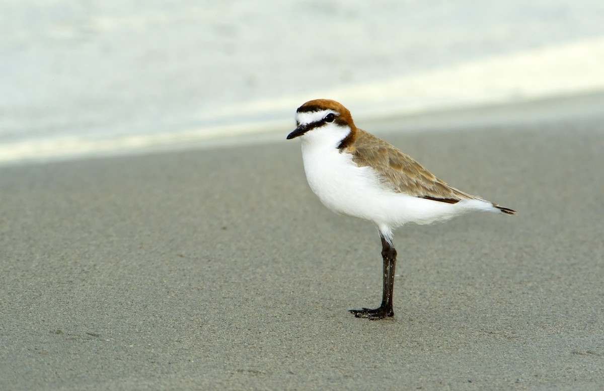 Red-capped Plover - ML443739271