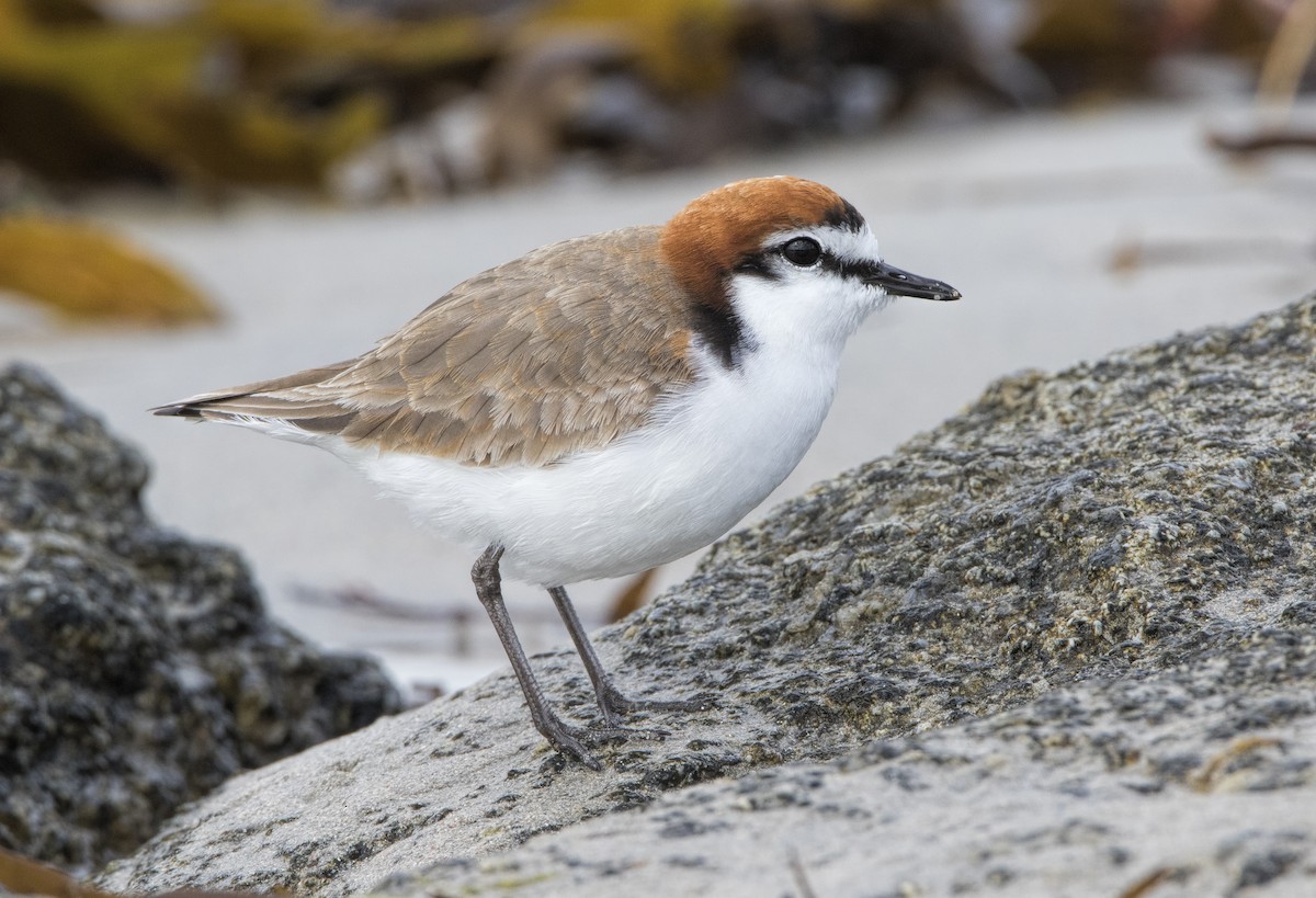 Red-capped Plover - ML443739311