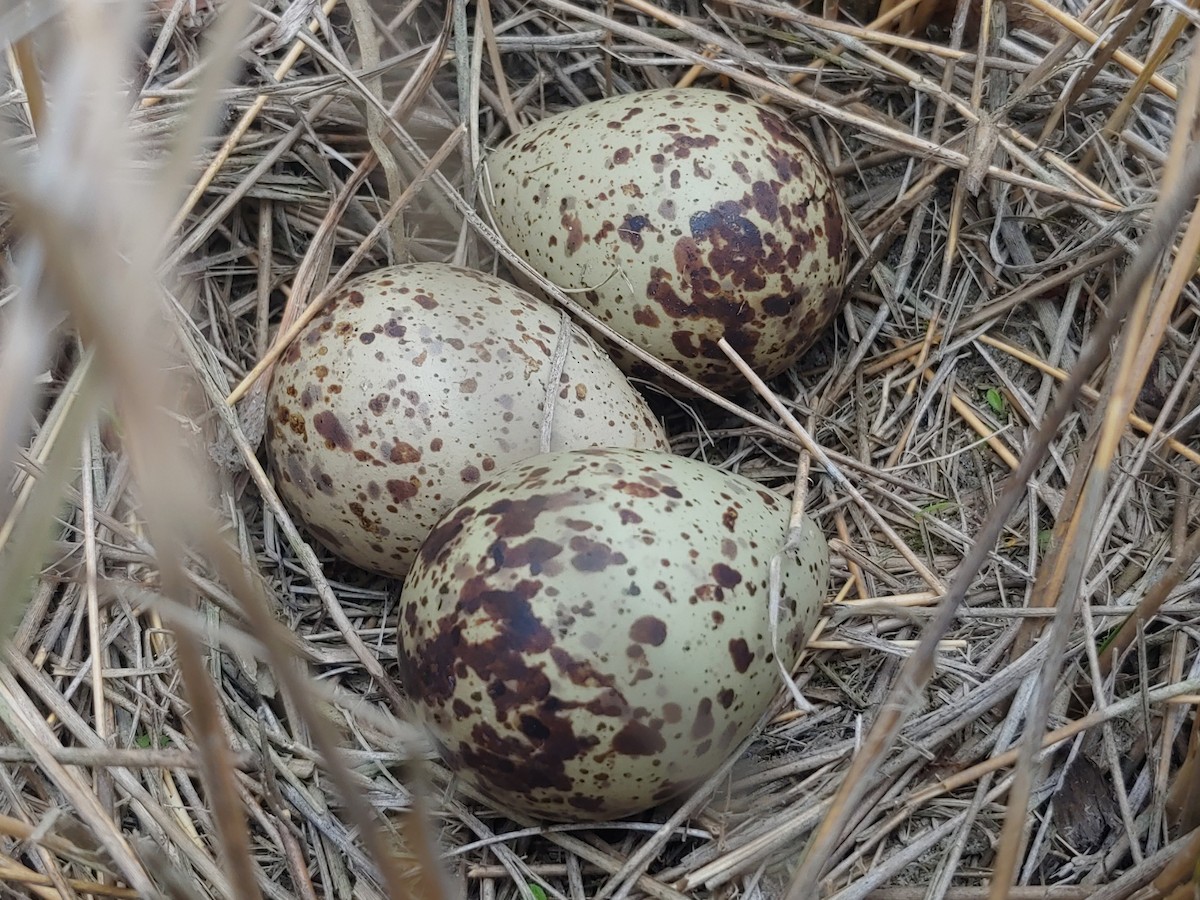 Willet (Eastern) - mario balitbit