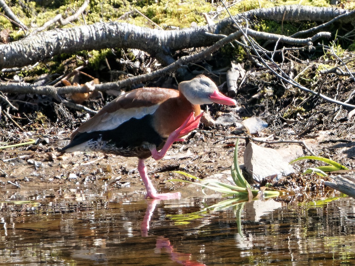 Black-bellied Whistling-Duck - Thomas Armstrong