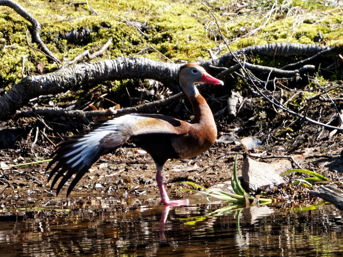 Dendrocygne à ventre noir - ML443741661