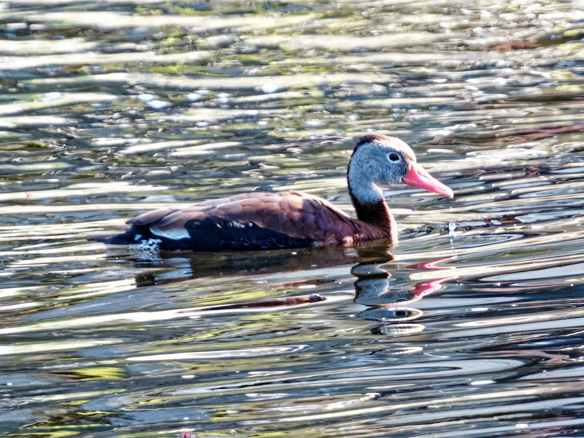 Black-bellied Whistling-Duck - Thomas Armstrong