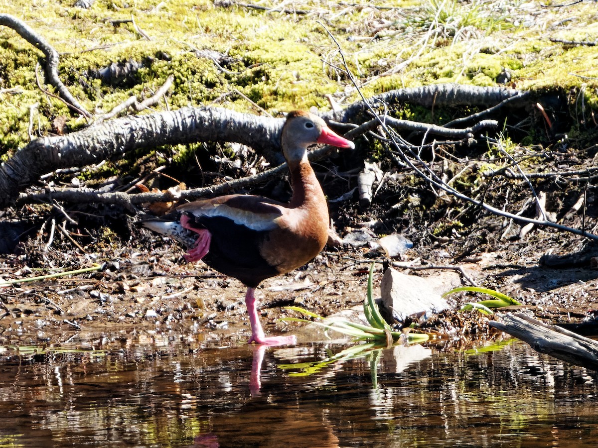 アカハシリュウキュウガモ - ML443741681