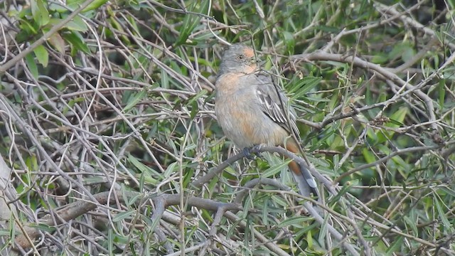 Cortarramas Argentino - ML443741801