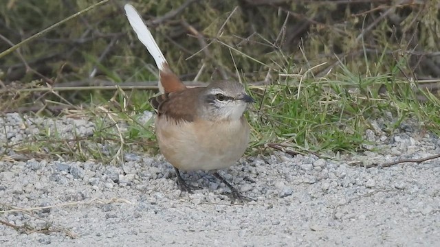 White-banded Mockingbird - ML443742571