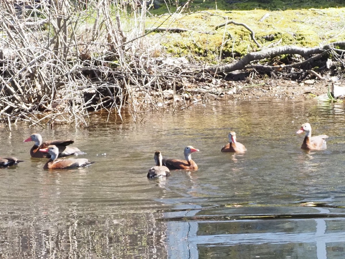 Black-bellied Whistling-Duck - ML443743181