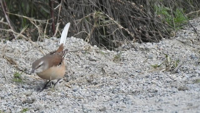 Moqueur à ailes blanches - ML443744441