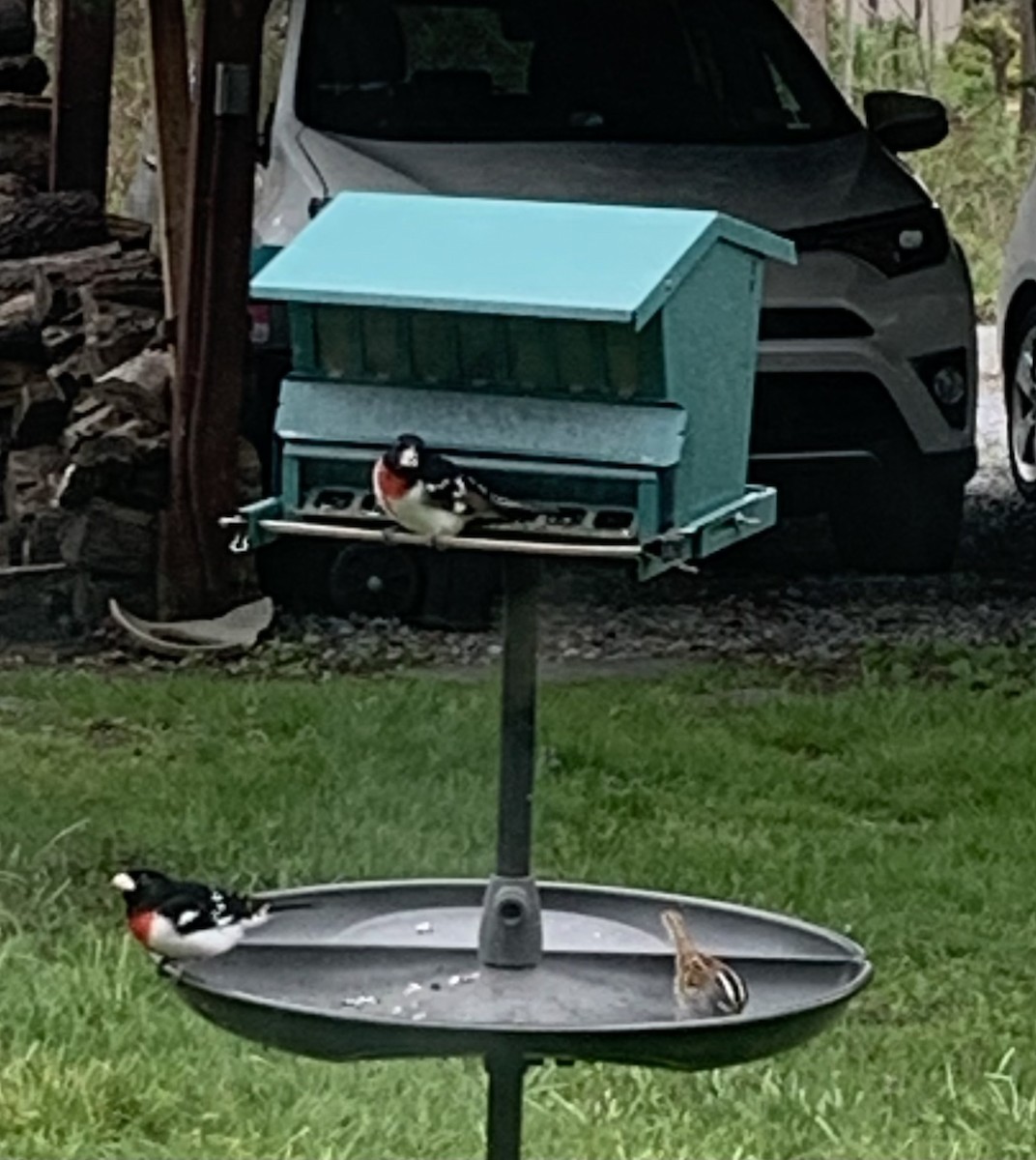 Rose-breasted Grosbeak - Joanna Watson