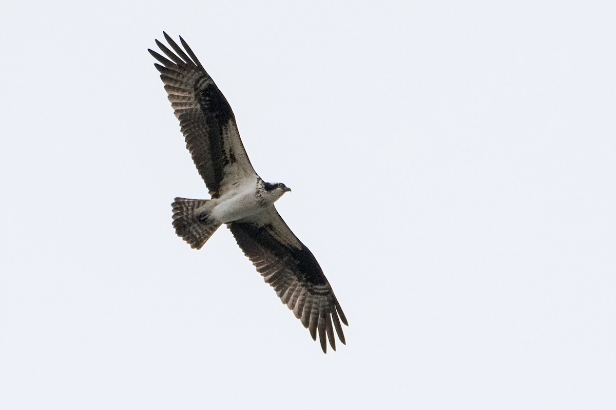 Balbuzard pêcheur - ML443747251