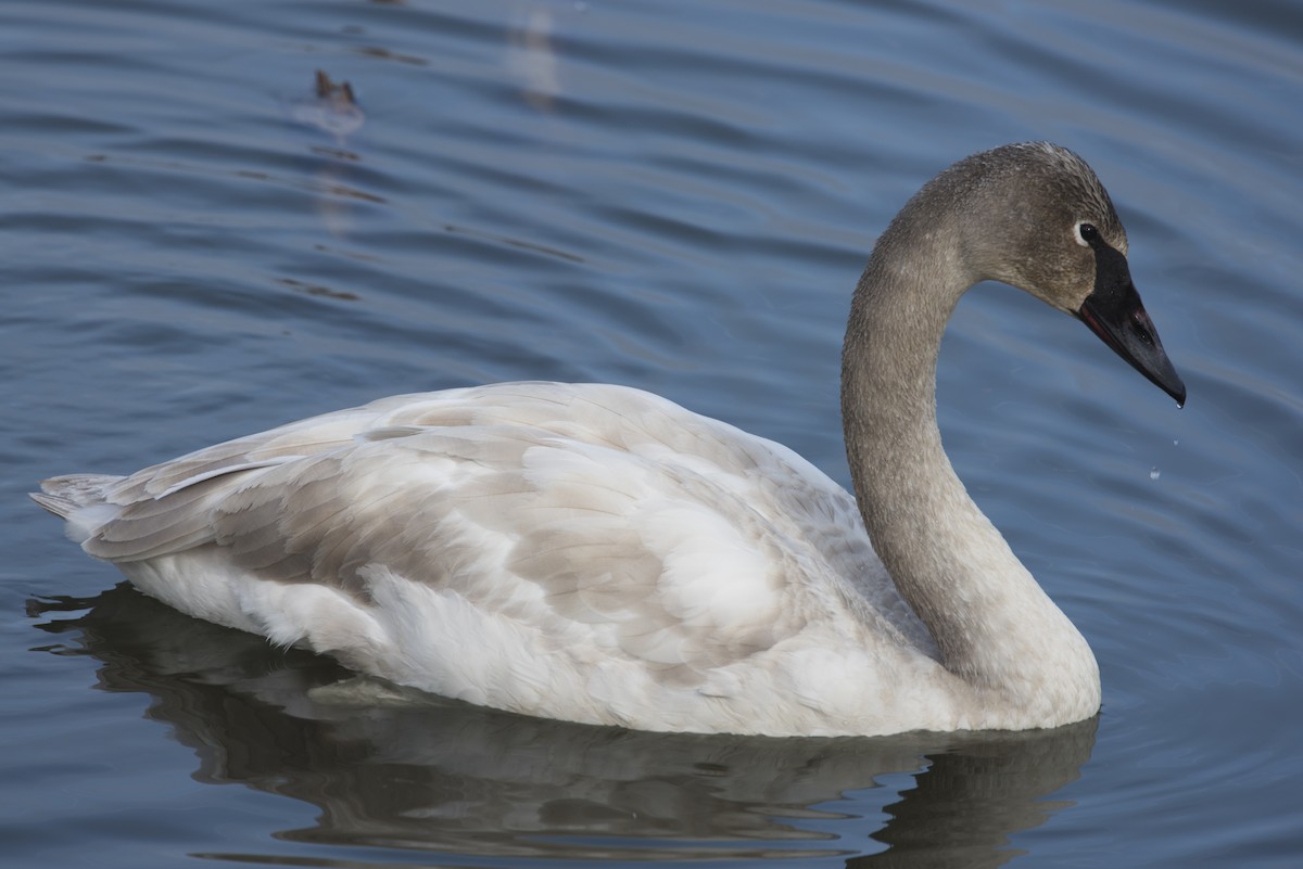 Trumpeter Swan - Michael Linz