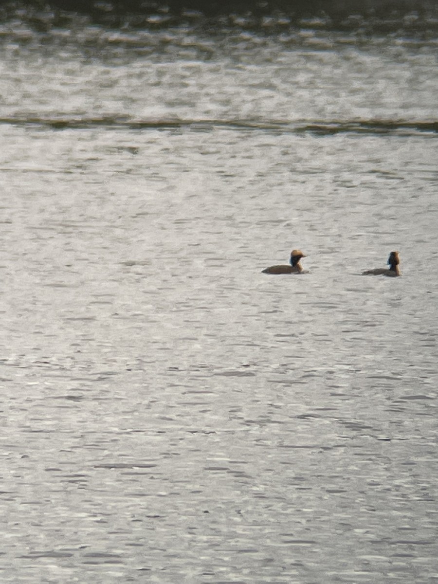 Horned Grebe - ML443748641