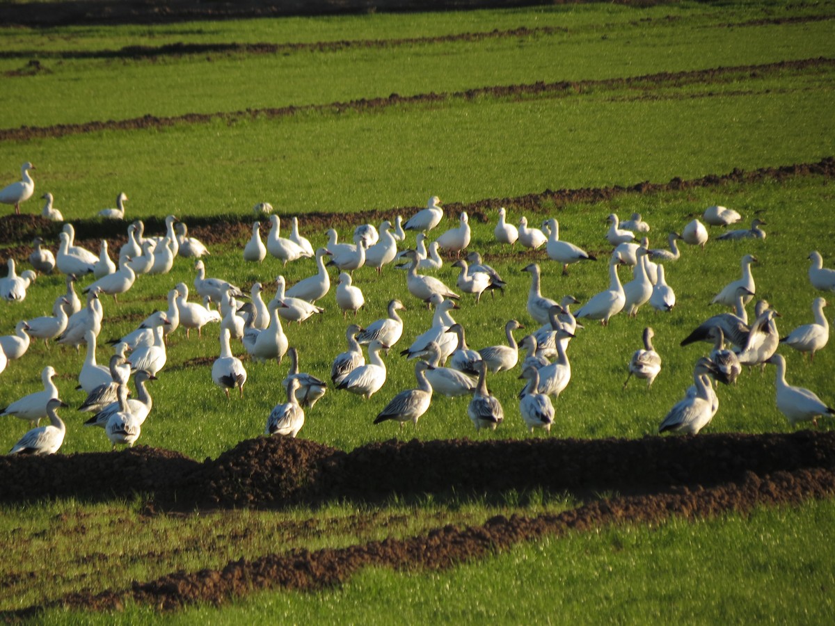 Snow Goose - Kevin Schwartz