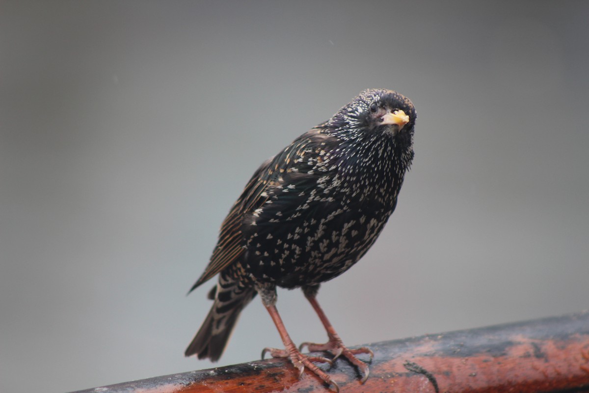 European Starling - Jesse Pline, CWR