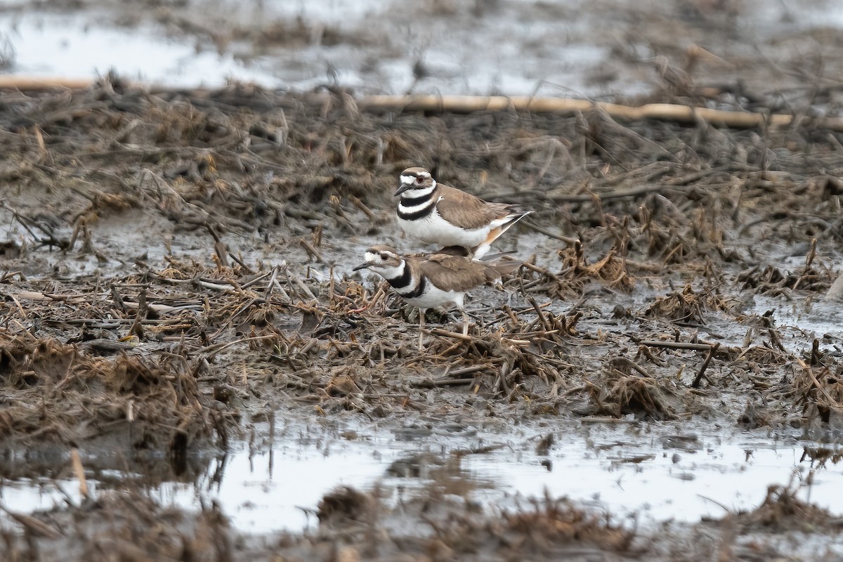 Killdeer - ML443751811