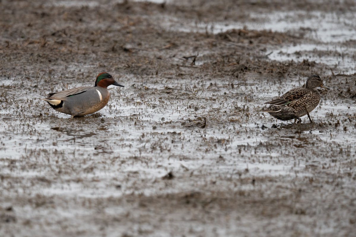 Green-winged Teal - ML443751921