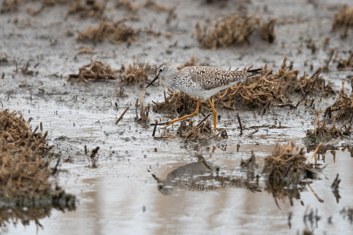 Lesser Yellowlegs - ML443752091