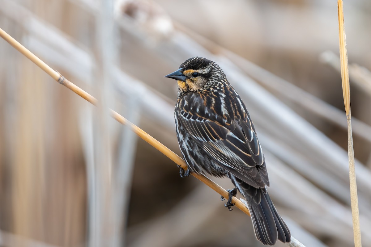 Red-winged Blackbird - ML443752211