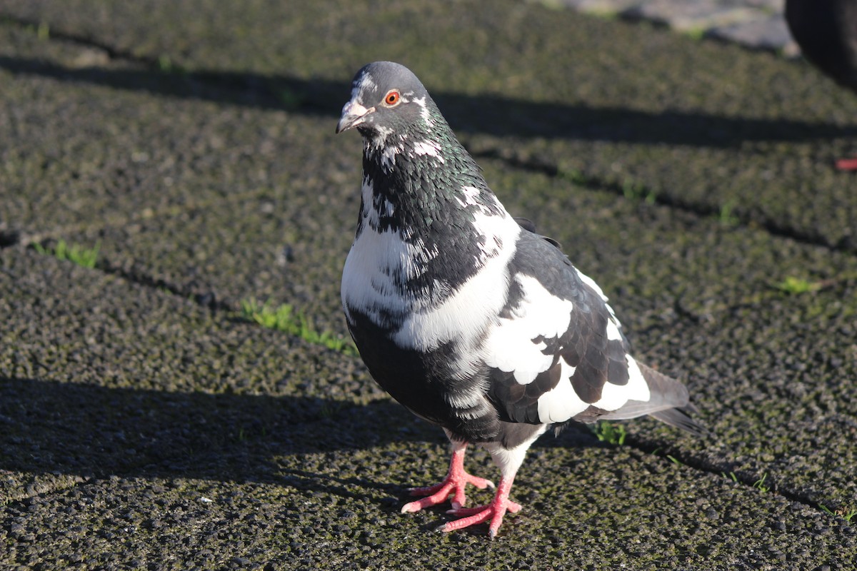 Rock Pigeon - Jesse Pline