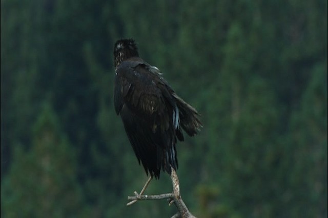 Bald Eagle - ML443753