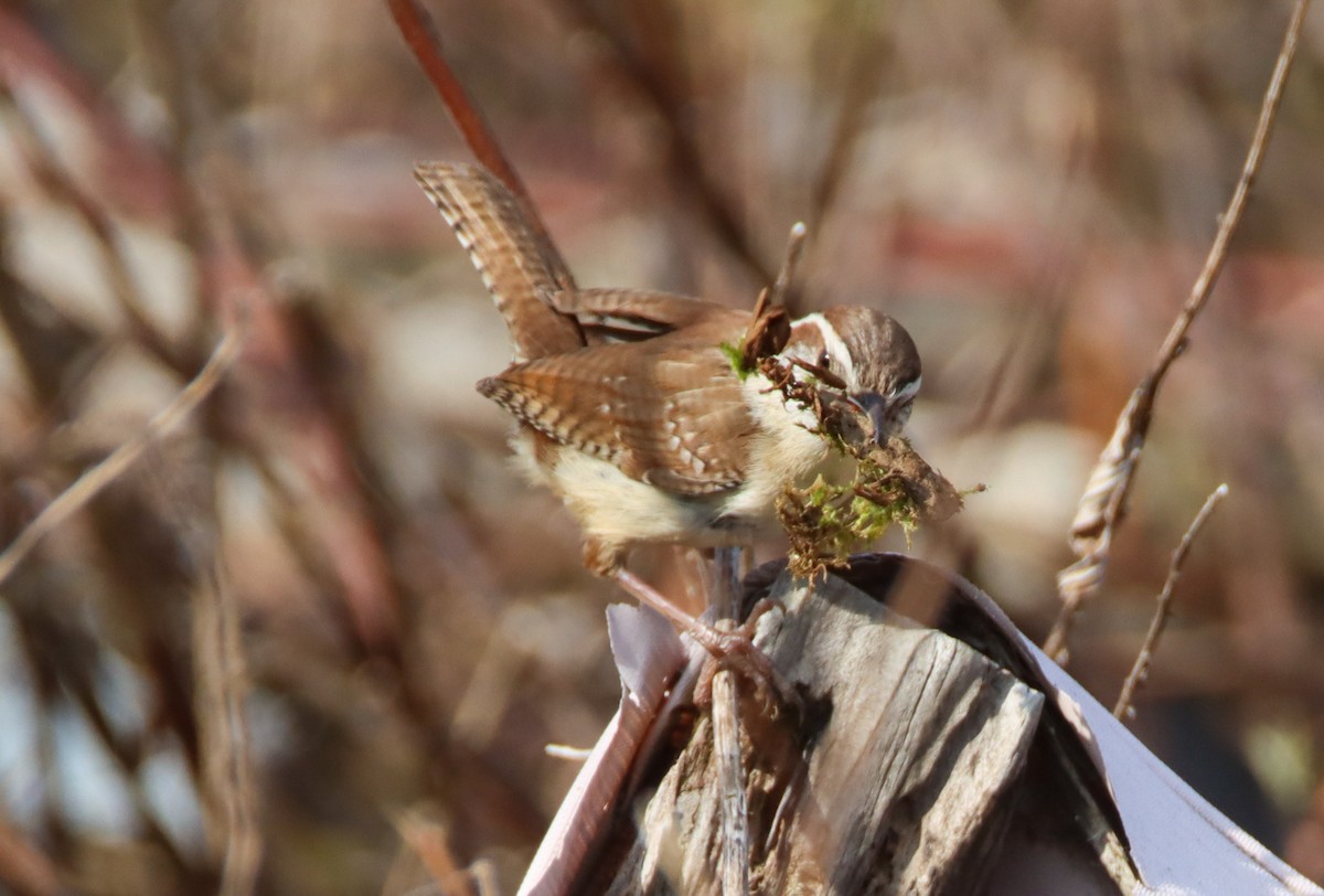 Carolina Wren - Sandy C