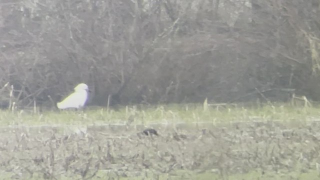 Snowy Egret - ML443753201