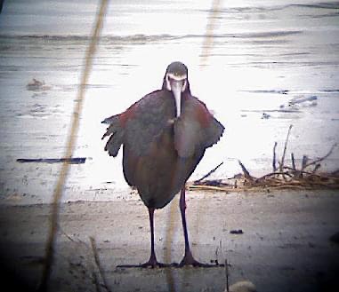 White-faced Ibis - ML443754081