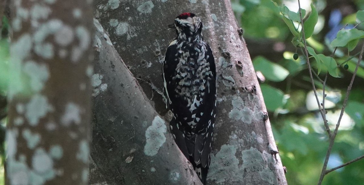 Ladder-backed Woodpecker - ML443754391