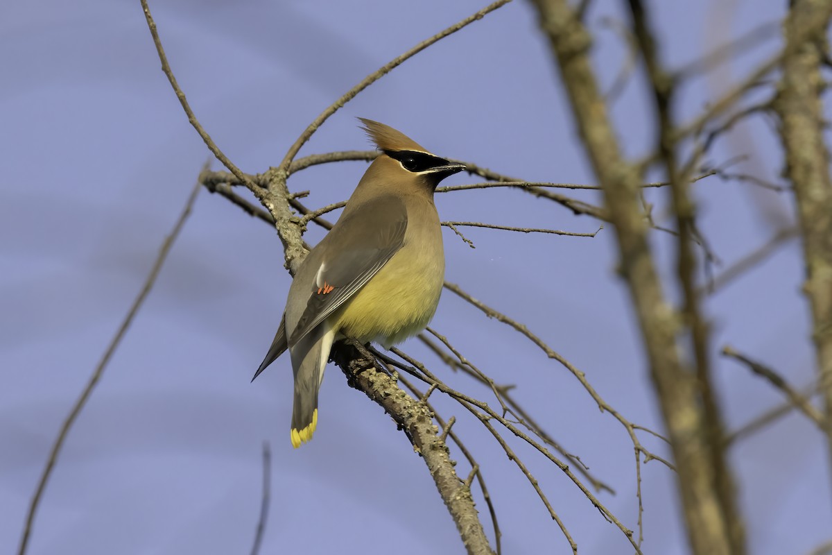 Cedar Waxwing - ML443754801