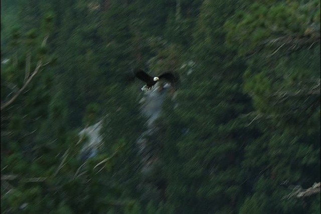 Bald Eagle - ML443755