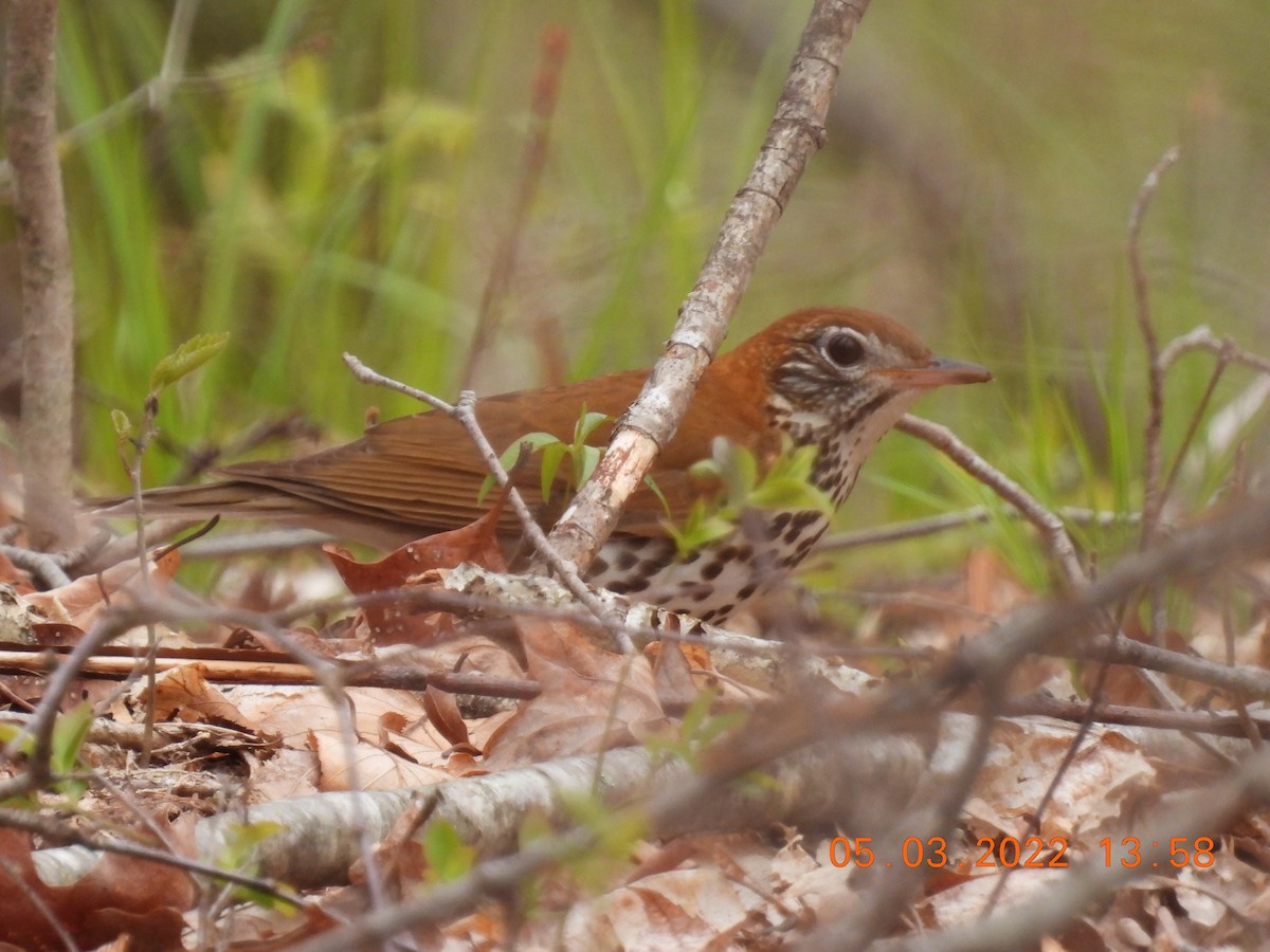 Wood Thrush - ML443755121