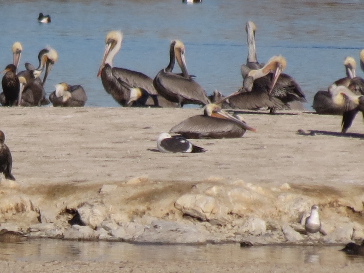 Brown Pelican - ML44375541