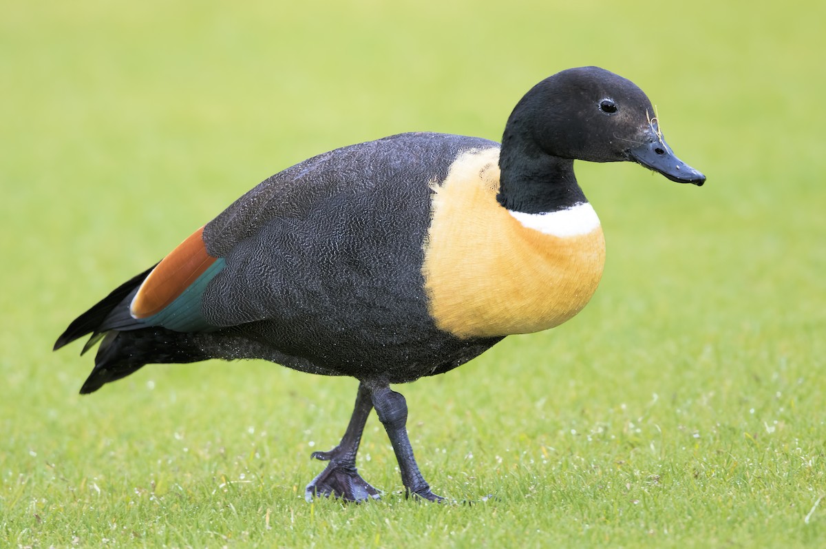 Australian Shelduck - ML443755891